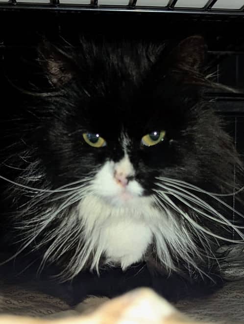 Rockyview County #1 - Domestic Shorthair cat available for adoption at Heaven Can Wait in Calgary