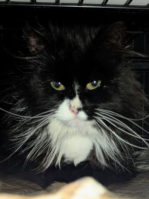 Rockyview County #1 - Domestic Shorthair cat available for adoption at Heaven Can Wait in Calgary