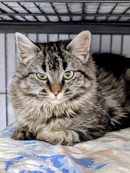 Jacqueline Square Butte - Domestic Shorthair cat available for adoption in Calgary