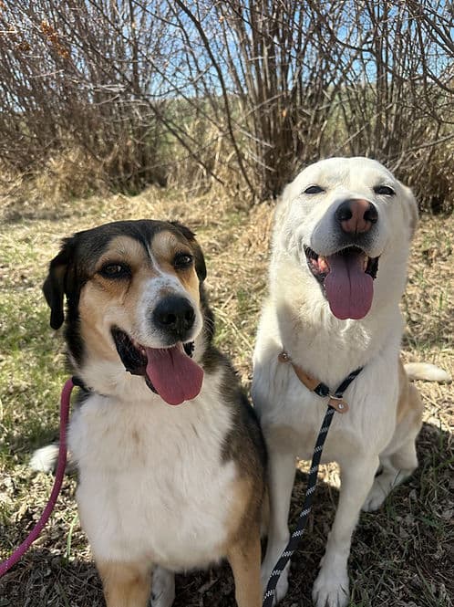 Ann & Nancy Heart - Mixed Breed available for adoption in Calgary