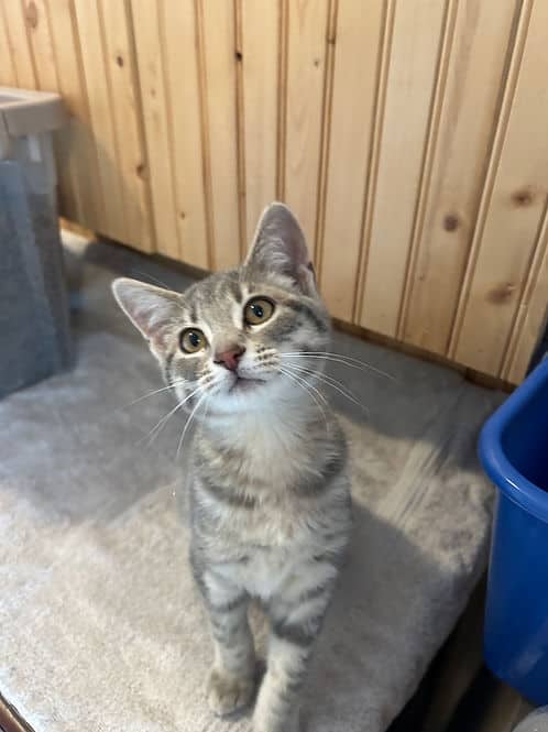 Shay Airport - Domestic Shorthair cat available for adoption at Heaven Can Wait in Calgary