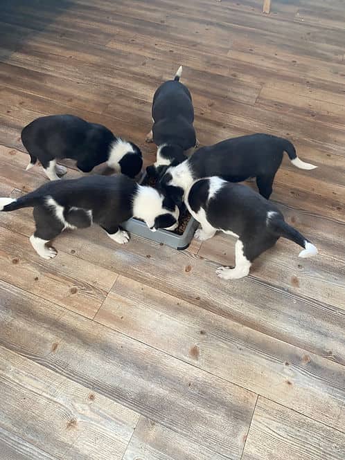 Reba's Pups - Collie available for adoption