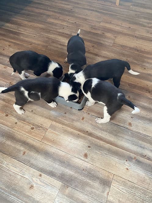Reba's Pups - Collie available for adoption in Calgary