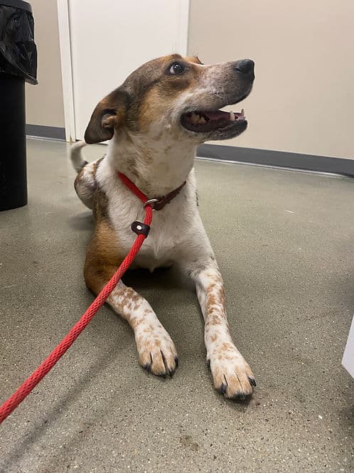Reba - Mixed Breed available for adoption at Heaven Can Wait in Calgary