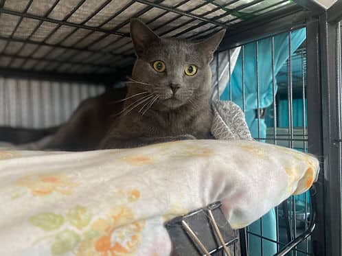 Jackie Lion's Park - Domestic Shorthair cat available for adoption in Calgary