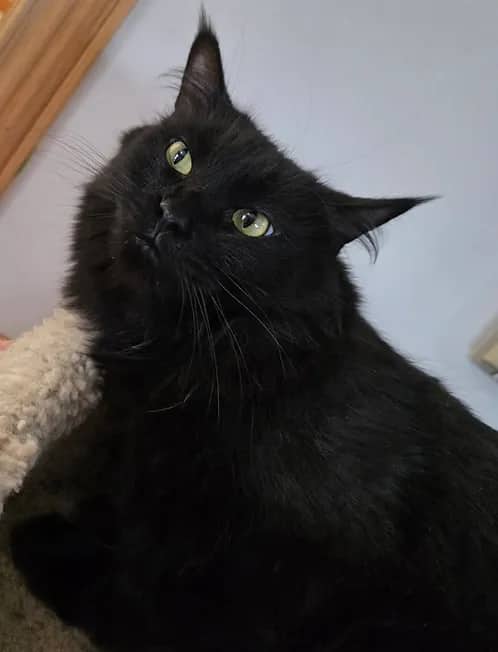 Bannie#1 - Domestic Shorthair cat available for adoption at Heaven Can Wait in Calgary