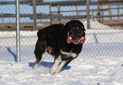 Disco - Tall available for adoption in Calgary