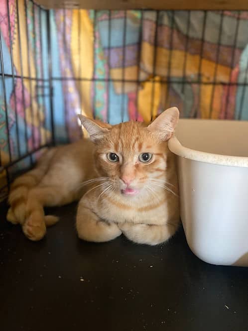 Sarah Vulcan Male - Domestic Shorthair cat available for adoption at Heaven Can Wait in Calgary