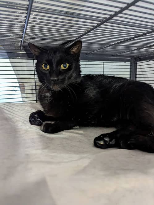 Sarah Vulcan #2 - Domestic Shorthair cat available for adoption at Heaven Can Wait in Calgary