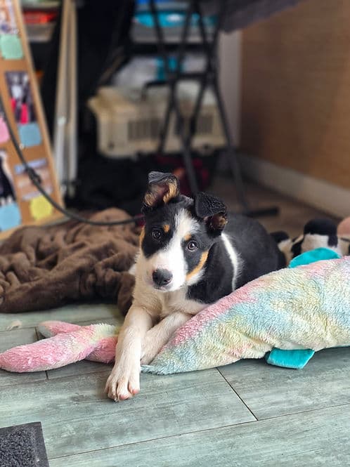 Parker - Border Collie available for adoption in Calgary