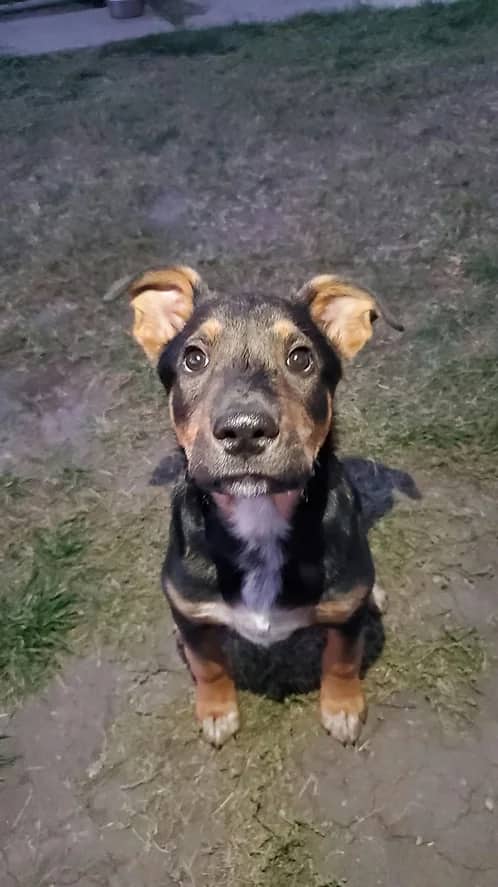 Helle's Litter - Collie available for adoption in Alberta