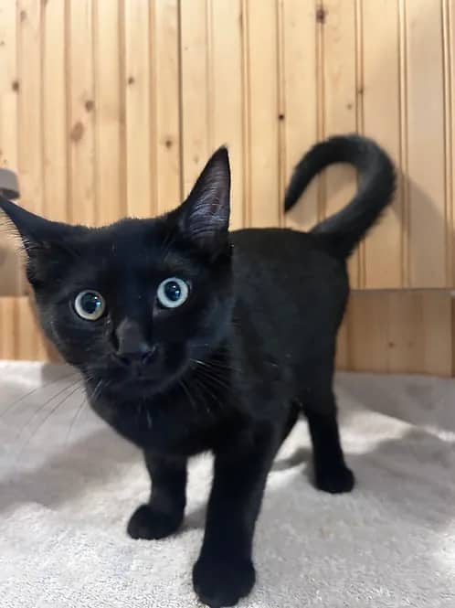 Rachel 306 Street - Domestic Shorthair cat available for adoption at Heaven Can Wait in Calgary