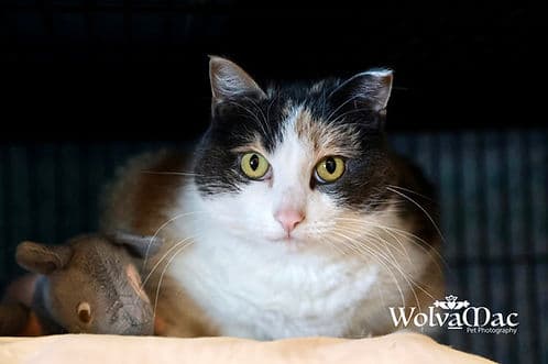Eve - Manx cat available for adoption in Calgary
