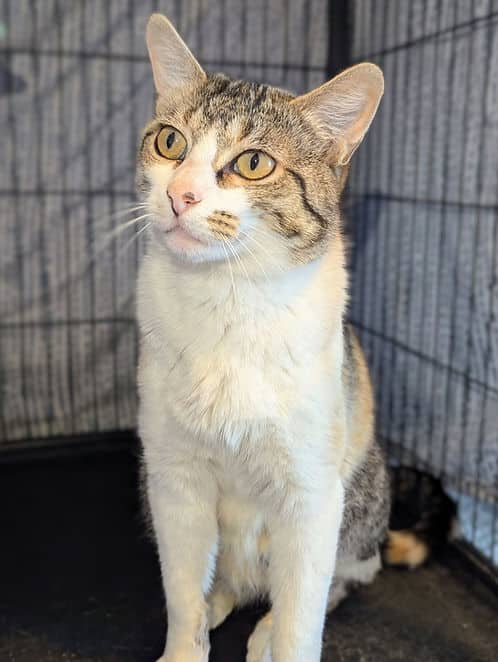 Country Living Mom - Domestic Shorthair cat available for adoption at Heaven Can Wait in Calgary