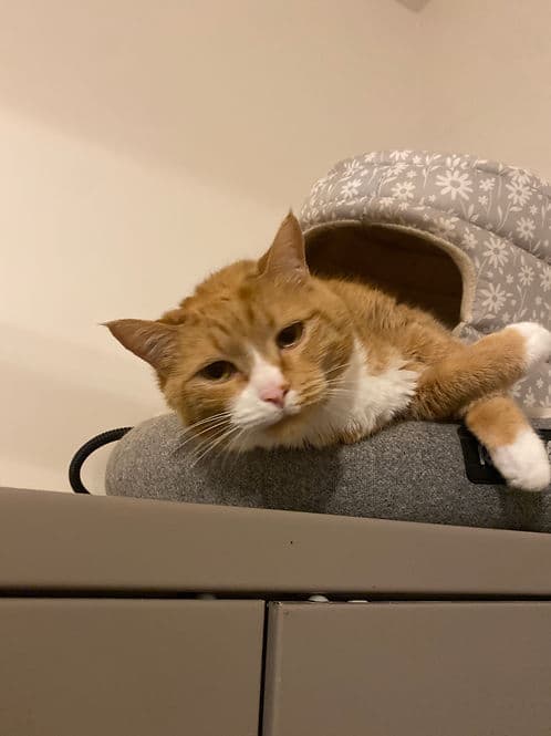 Lance - Domestic Shorthair cat available for adoption in Calgary