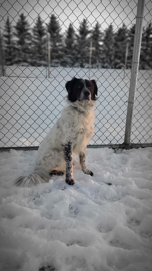 Eddie - Mixed Breed available for adoption in Calgary
