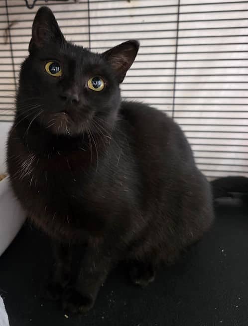 Sarah Vulcan #2 - Domestic Shorthair cat available for adoption in Alberta
