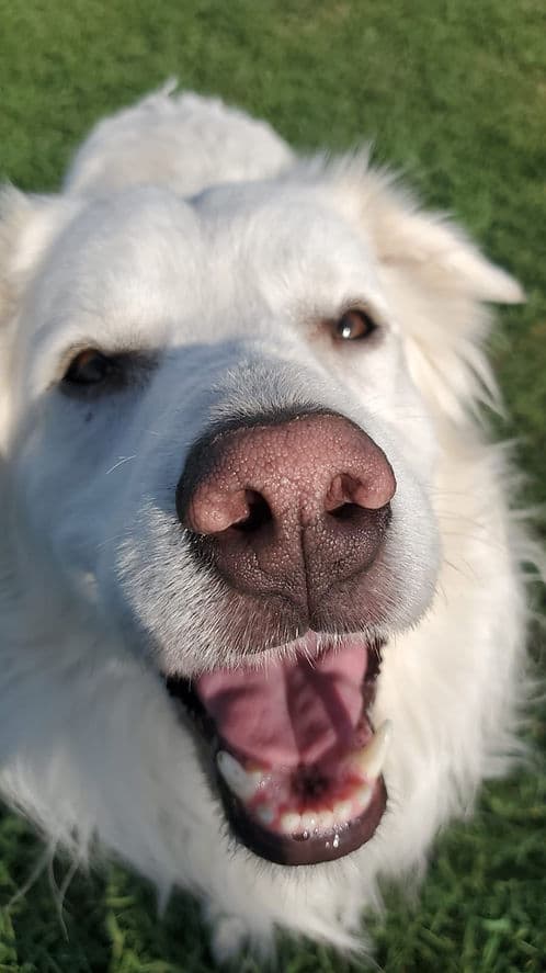 Abbott - Mixed Breed available for adoption in Alberta