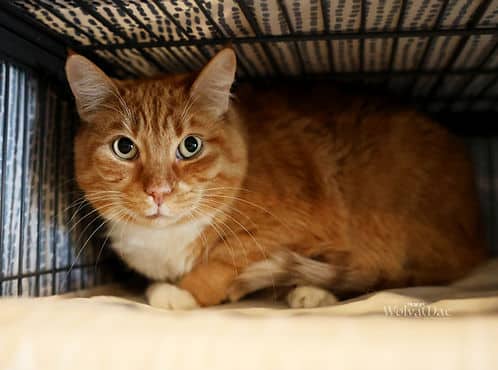 Charlie - Domestic Shorthair available for adoption