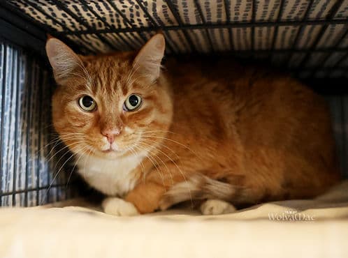 Charlie - Domestic Shorthair cat available for adoption in Calgary