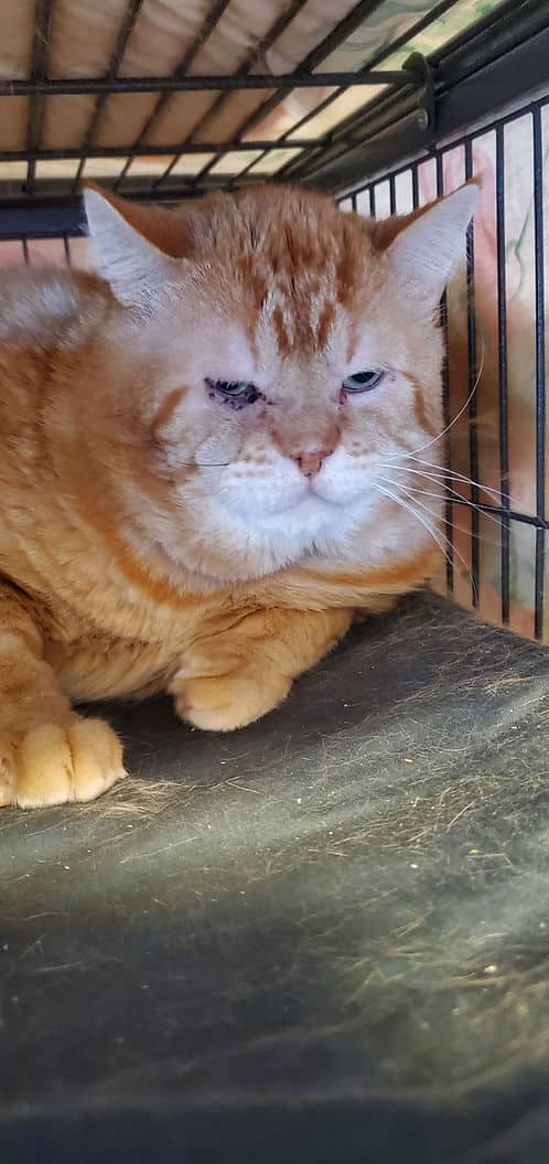 Greg Millarville - Dsh cat available for adoption at Heaven Can Wait in Calgary