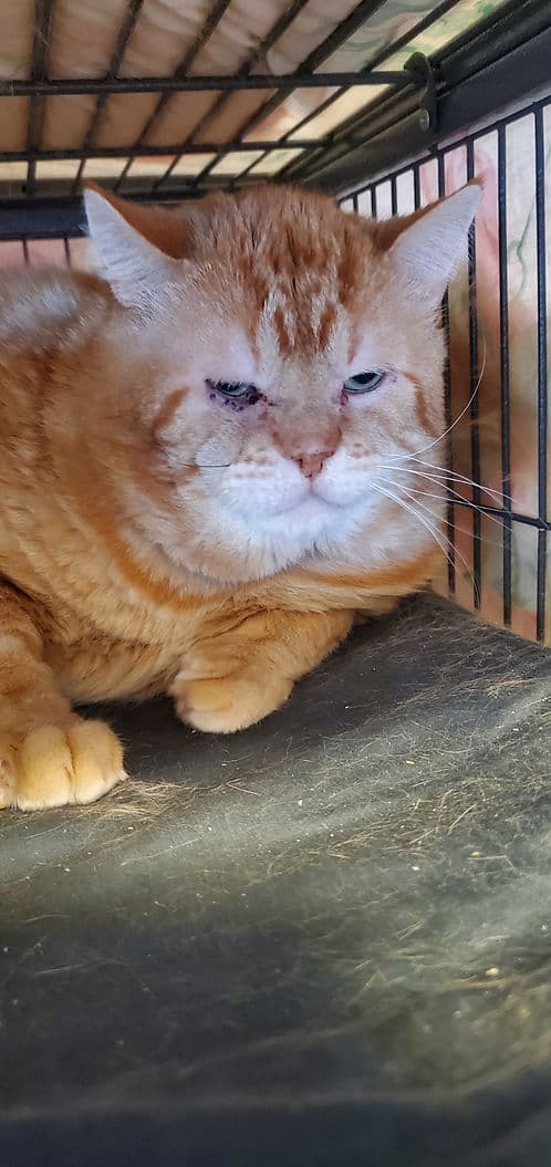 Greg Millarville - Dsh cat available for adoption in Calgary