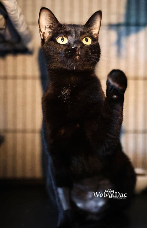 Rosebud - Domestic Shorthair cat available for adoption in Calgary