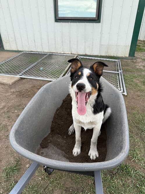 Parker - Border Collie available for adoption in Calgary