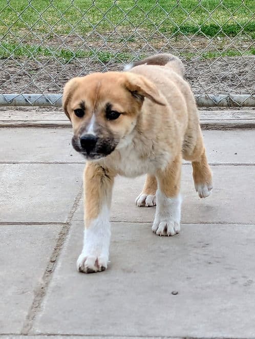 Benni - Mixed Breed available for adoption at Heaven Can Wait in Calgary