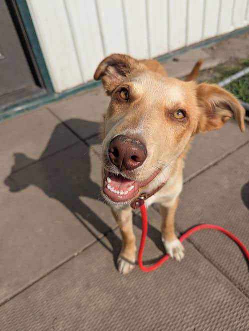Goat Longview - Mixed Breed available for adoption