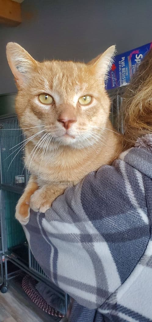Ted Meridian - Domestic Shorthair cat available for adoption at Heaven Can Wait in Calgary