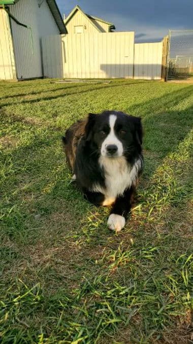 Roger - Who Will Need Solid Exercise available for adoption at Heaven Can Wait in Calgary