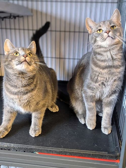 The Grace 19th Streets - Domestic Shorthair cat available for adoption in Calgary