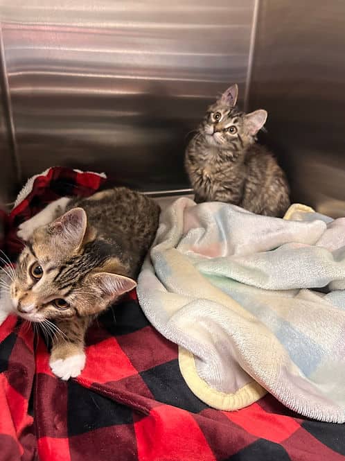 The Avril's - Domestic Shorthair cat available for adoption at Heaven Can Wait in Calgary