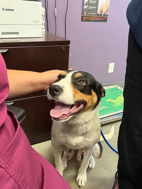 Helena (Helle) - Mixed Breed available for adoption in Calgary