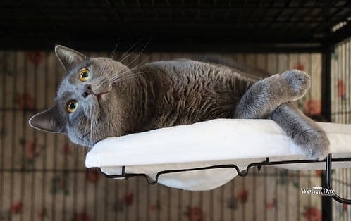 Emily Traffic Circle - Domestic Shorthair cat available for adoption in Calgary