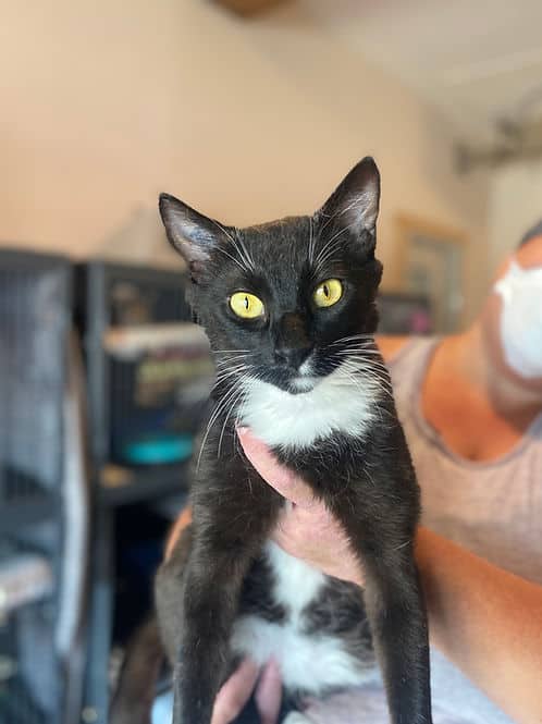 Westmount SAVE - Domestic Shorthair available for adoption