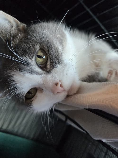 RCMP Mom - Domestic Shorthair cat available for adoption in Calgary