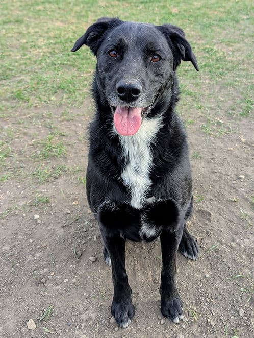 Stormi - Mixed Breed available for adoption at Heaven Can Wait in Calgary