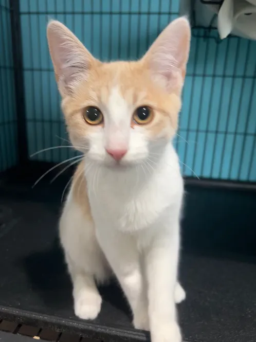 Country Living Kittens - Dsh cat available for adoption at Heaven Can Wait in Calgary