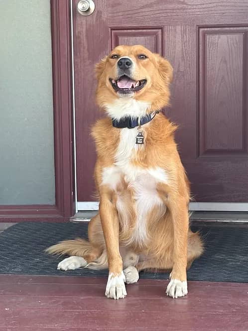 Tommy Lee - Mixed Breed available for adoption in Calgary