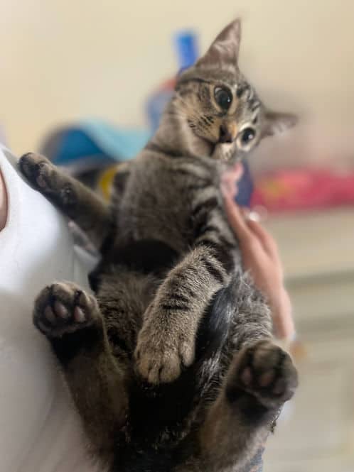 Lois 280th Ave F - Tabby cat available for adoption in Calgary