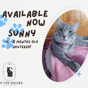 Sunny - Domestic Shorthair available for adoption