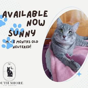 Sunny - Domestic Shorthair available for adoption