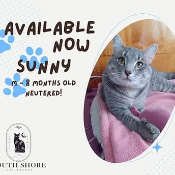Sunny - Domestic Shorthair available for adoption