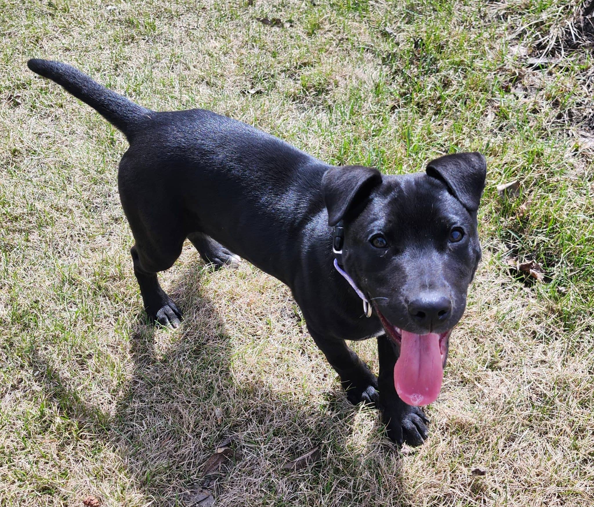 Thunder - Lab X available for adoption