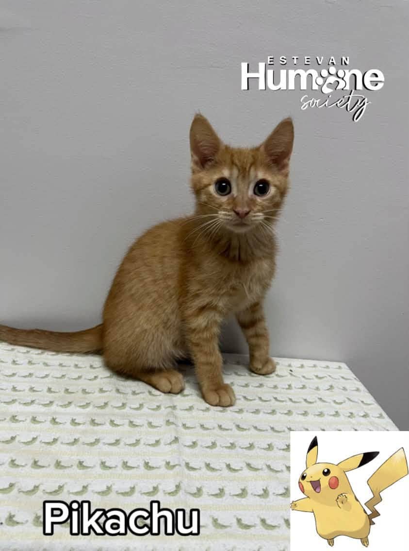 Pikachu - Domestic Shorthair cat available for adoption at Estevan Humane Society in Estevan