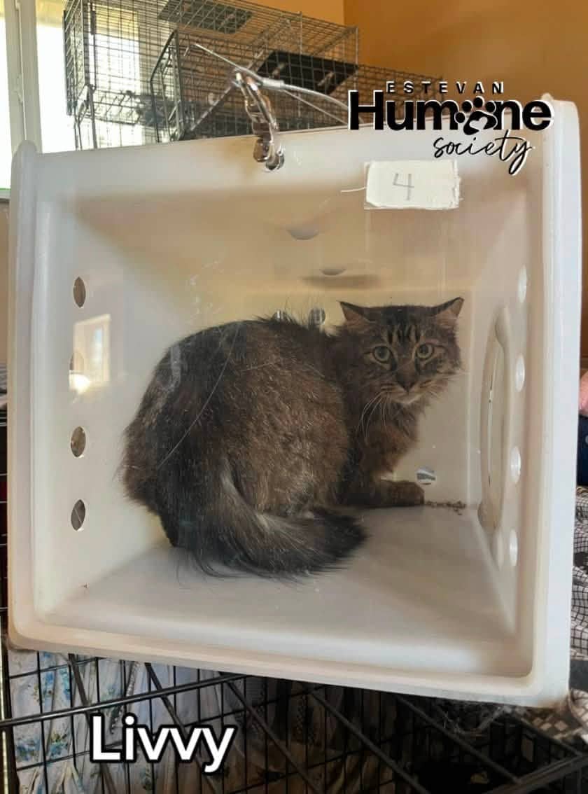 Livvy - Domestic Medium Hair cat available for adoption at Estevan Humane Society in Estevan