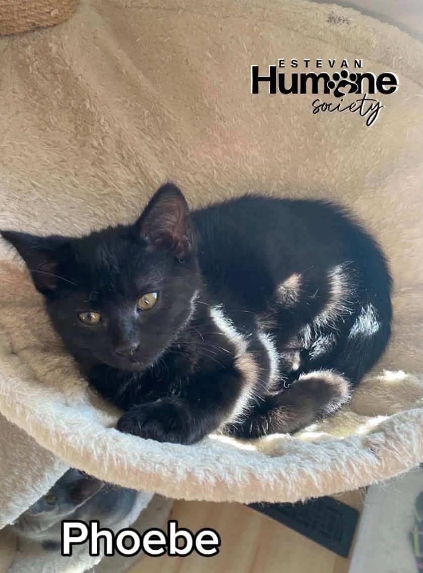 Phoebe - Domestic Shorthair cat available for adoption at Estevan Humane Society in Estevan