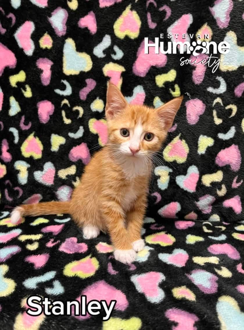 Stanley - Domestic Shorthair available for adoption